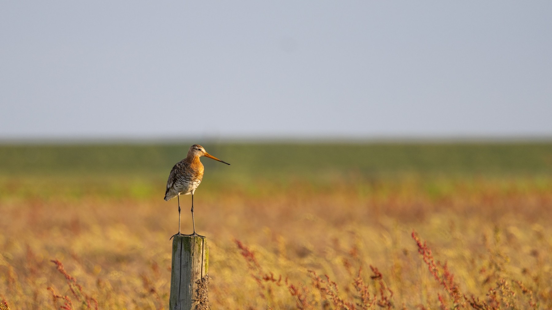 Wad of Wonders — Photography by Marieke (2)